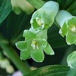 Polygonatum odoratum Λουλούδι