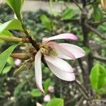 Magnolia figo Квітка