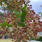 Angophora hispida Bloem