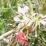 Oenothera suffrutescens Flor