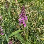 Stachys palustris ফুল