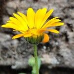 Calendula stellata Flower