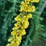 Verbascum nigrumFlower