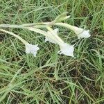 Gladiolus gunnisii Blüte