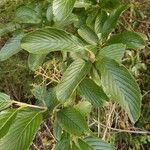 Viburnum sieboldii Leaf