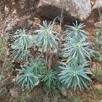 Euphorbia characias Агульны выгляд