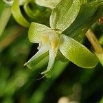 Habenaria humilior Flor