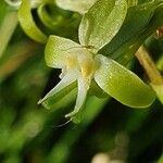 Habenaria humilior 花