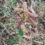 Crotalaria retusa ഫലം