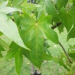 Liquidambar styracifluaLeht