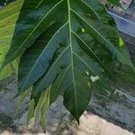Artocarpus altilis Blatt