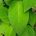 Hydrangea aspera Leaf