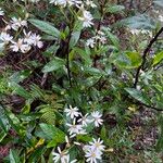 Aster ageratoides Flors