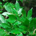 Cynometra mannii Blatt
