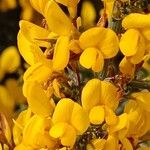 Genista scorpiusKvět