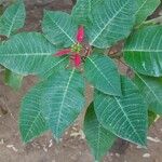 Euphorbia pulcherrima Leaf