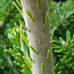 Abies nordmanniana Bark