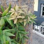 Agathis robusta 叶