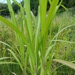 Miscanthus × longiberbis Blad