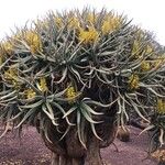 Aloe dichotoma Листок