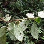 Drymonia alloplectoides Ліст