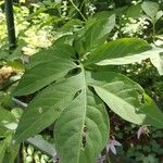 Solanum seaforthianum Leaf