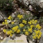 Alyssum serpyllifolium Hábito