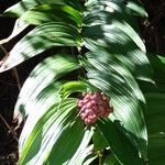 Maianthemum racemosum Кветка