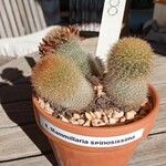 Mammillaria spinosissima 葉