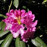 Rhododendron ferrugineum Blodyn