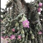 Cylindropuntia fulgida Folha