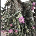 Cylindropuntia fulgida Листок