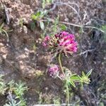 Anthyllis vulneraria Квітка