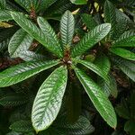 Rhododendron uvariifolium Hoja