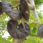 Enterolobium contortisiliquum Fruit