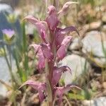 Anacamptis sancta Blüte