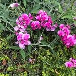 Lathyrus latifolius花