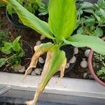 Curcuma longa Fuelha