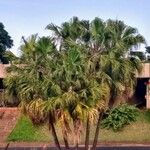 Washingtonia robusta Fuelha