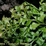 Asplenium cuneifolium Hoja