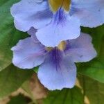 Thunbergia grandiflora फूल