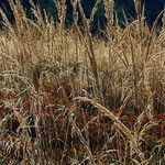 Calamagrostis arundinacea 果