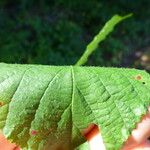 Rubus condensatus Other