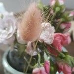 Lagurus ovatus 花
