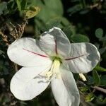 Bauhinia natalensis 花