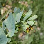 Cerinthe glabra Flor