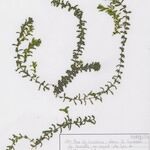 Elodea nuttallii Anders