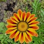 Gazania linearis Flower