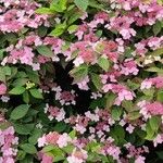 Hydrangea aspera Λουλούδι