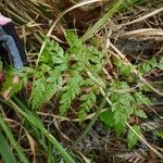 Anemia adiantifolia Hoja